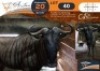 1 X Blue Wildebeest M:1 Legend Wildlife