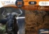1 X Blue Wildebeest M:1 Legend Wildlife