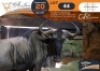1 X Blue Wildebeest M:1 Legend Wildlife