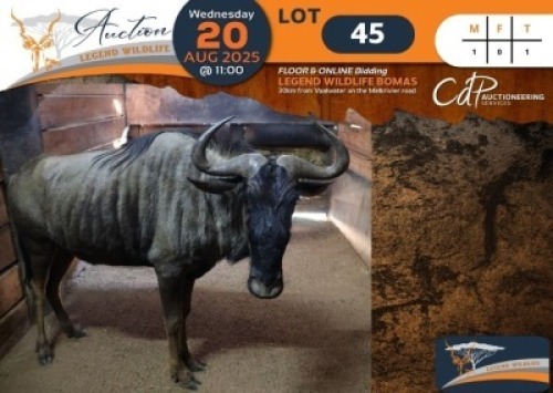 1 X Blue Wildebeest M:1 Legend Wildlife
