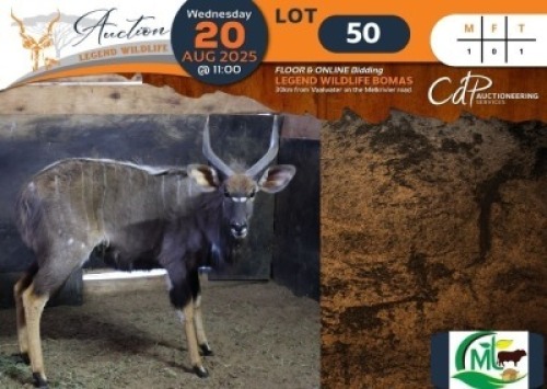1 X Nyala M:1 Morgan Trading