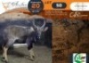 1 X Nyala M:1 Morgan Trading