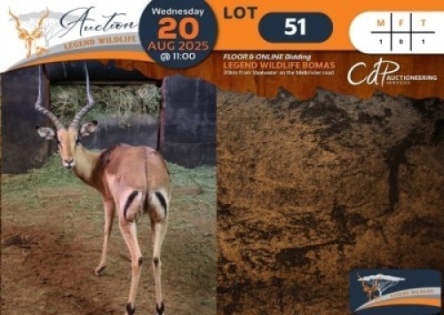 1 X Impala M:1 Swerwers Spruit (Per Piece to take the lot/Per stuk om lot te neem)