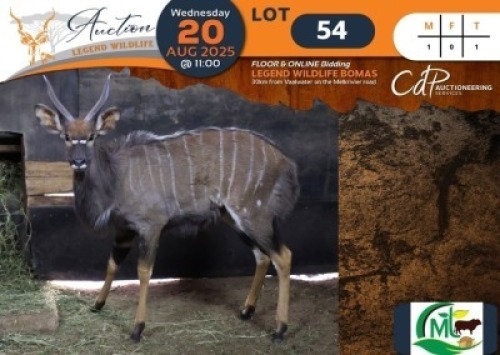 1 X Nyala M:1 Morgan Trading