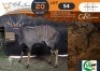 1 X Nyala M:1 Morgan Trading