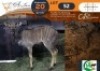 1 X Nyala M:1 Morgan Trading