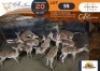 13 X Impala M:1 V/F:12 DVM Farming (Per Piece to take the lot/Per stuk om lot te neem)