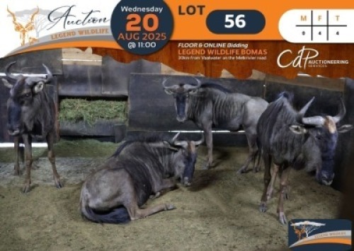 4 X Blue Wildebeest V/F:4 Legend Wildlife (Per Piece to take the lot/Per stuk om lot te neem)
