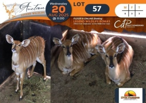 3 X Nyala V/F:3 DVM Farming (Per Piece to take the lot/Per stuk om lot te neem)