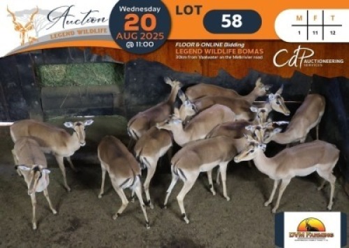 12 X Impala M:1 V/F:11 DVM Farming (Per Piece to take the lot/Per stuk om lot te neem)