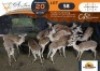 12 X Impala M:1 V/F:11 DVM Farming (Per Piece to take the lot/Per stuk om lot te neem)