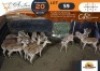 17 X Impala M:3 V/F:14 DVM Farming (Per Piece to take the lot/Per stuk om lot te neem)