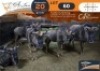 5 X Blue Wildebeest M:2 V/F:3 Legend Wildlife (Per Piece to take the lot/Per stuk om lot te neem)