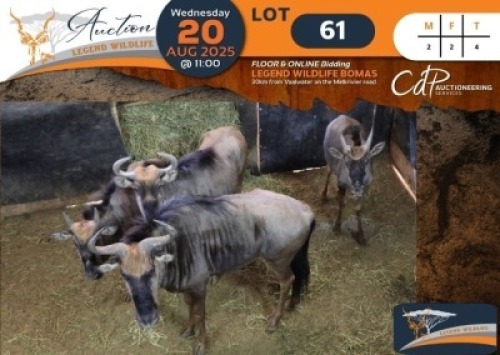 4 X Blue Wildebeest M:2 V/F:2 Legend Wildlife (Per Piece to take the lot/Per stuk om lot te neem)