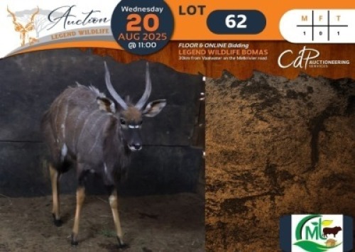 1 X Nyala M:1 Morgan Trading