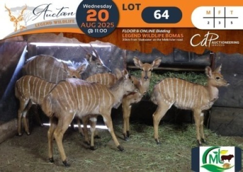 5 X Nyala M:2 V/F:3 Morgan Trading (Per Piece to take the lot/Per stuk om lot te neem)