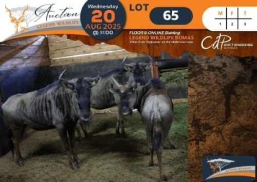 3 X Blue Wildebeest M:1 V/F:2 Legend Wildlife (Per Piece to take the lot/Per stuk om lot te neem)