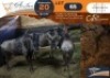 3 X Blue Wildebeest M:1 V/F:2 Legend Wildlife (Per Piece to take the lot/Per stuk om lot te neem)