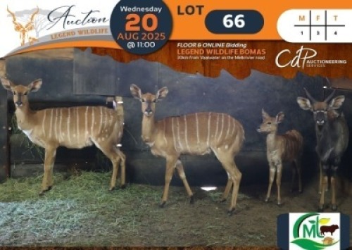 4 X Nyala M:1 V/F:3 Morgan Trading (Per Piece to take the lot/Per stuk om lot te neem)