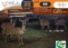 4 X Nyala M:1 V/F:3 Morgan Trading (Per Piece to take the lot/Per stuk om lot te neem)