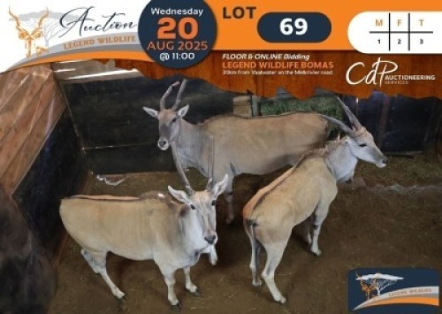 3 X Eland M:1 V/F:2 Legend Wildlife (Per Piece to take the lot/Per stuk om lot te neem)