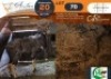 1 X Nyala M:1 Morgan Trading