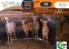 4 X Nyala M:2 V/F:2 Morgan Trading (Per Piece to take the lot/Per stuk om lot te neem)