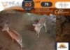 2 X Impala M:2 DVM Farming (Per Piece to take the lot/Per stuk om lot te neem)