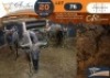 5 X Blue Wildebeest M:1 V/F:4 Legend Wildlife (Per Piece to take the lot/Per stuk om lot te neem)