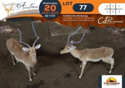 2 X Impala M:2 DVM Farming (Per Piece to take the lot/Per stuk om lot te neem)