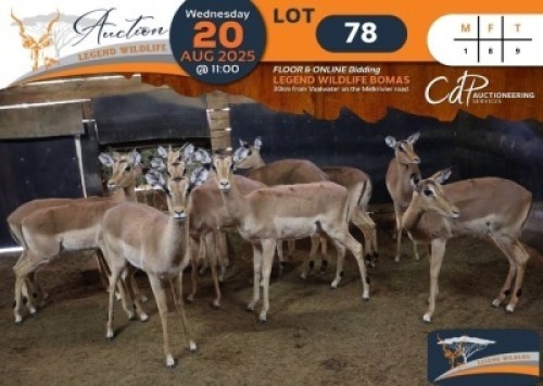 9 X Impala M:1 V/F:8 Legend Wildlife (Per Piece to take the lot/Per stuk om lot te neem)