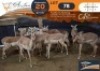 9 X Impala M:1 V/F:8 Legend Wildlife (Per Piece to take the lot/Per stuk om lot te neem)