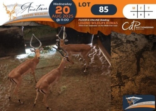 3 X Impala M:3 Legend Wildlife (Per Piece to take the lot/Per stuk om lot te neem)