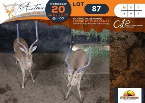 2 X Impala M:2 DVM Farming (Per Piece to take the lot/Per stuk om lot te neem)