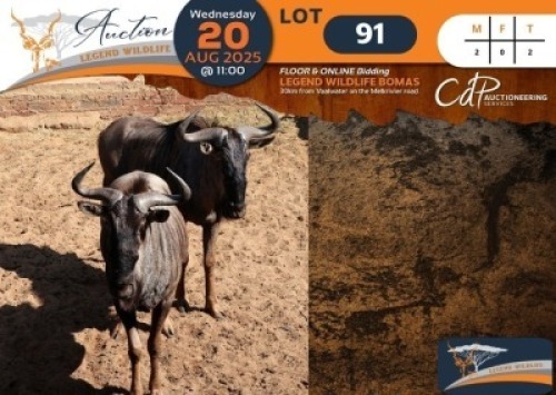 2 X Blue Wildebeest M:2 Legend Wildlife (Per Piece to take the lot/Per stuk om lot te neem)