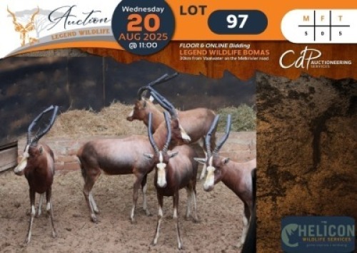 5 X Blesbuck M:5 Helicon Wildlife Services (Per Piece to take the lot/Per stuk om lot te neem)