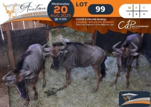 3 X Blue Wildebeest M:3 Legend Wildlife (Per Piece to take the lot/Per stuk om lot te neem)