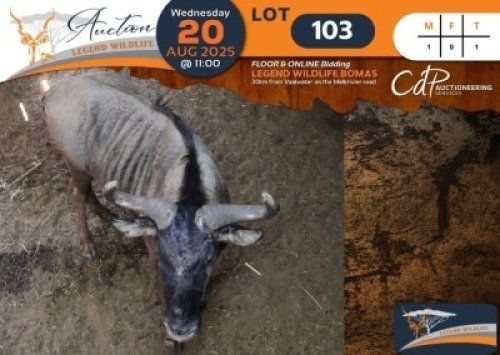 1 X Blue Wildebeest M:1 Legend Wildlife