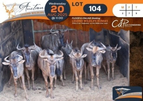 9 X Blue Wildebeest M:2 V/F:7 Legend Wildlife (Per Piece to take the lot/Per stuk om lot te neem)