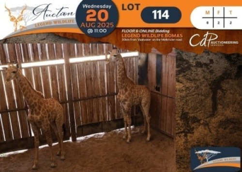 2 X Giraffe V/F:2 Legend Wildlife (Per Piece to take the lot/Per stuk om lot te neem)