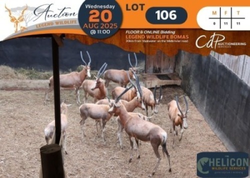 11 X Blesbuck V/F:11 Helicon Wildlife Services (Per Piece to take the lot/Per stuk om lot te neem)