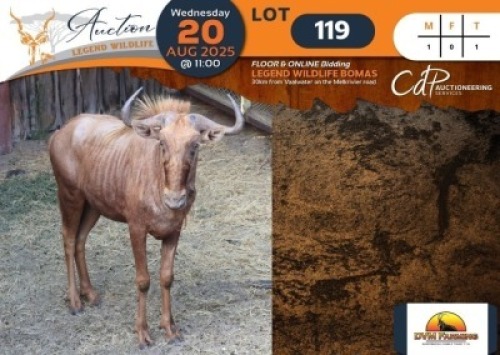 CAMP A2 - 1 X Golden Gnu M:1 DVM Farming