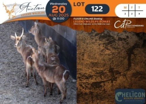 CAMP A5 - 4 X Waterbuck M:2 V/F:2 Helicon Wildlife Services (Per Piece to take the lot/Per stuk om lot te neem)