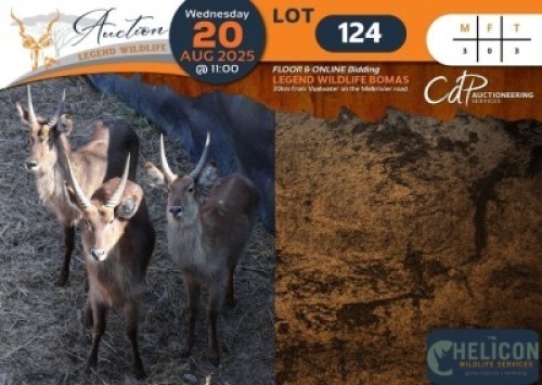 CAMP A7 - 3 X Waterbuck M:3 Helicon Wildlife Services (Per Piece to take the lot/Per stuk om lot te neem)