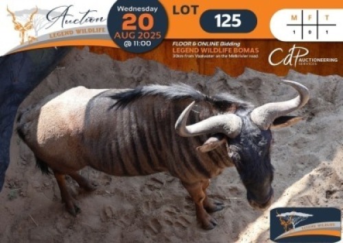 CAMP A8 - 1 X Blue Wildebeest M:1 Legend Wildlife