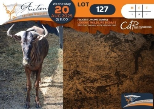 CAMP A10 - 1 X Blue Wildebeest M:1 Legend Wildlife