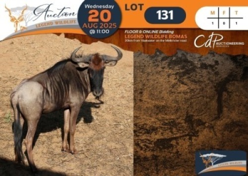 CAMP B2 - 1 X Blue Wildebeest M:1 Legend Wildlife