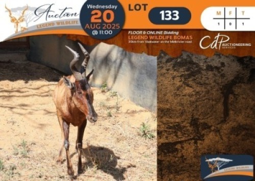 CAMP B4 - 1 X Red Hartebeest M:1 Legend Wildlife