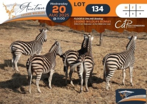 CAMP B5 - 5 X Zebra M:2 V/F:3 Legend Wildlife (Per Piece to take the lot/Per stuk om lot te neem)