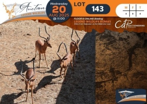 CAMP C2 - 4 X Impala M:4 Legend Wildlife (Per Piece to take the lot/Per stuk om lot te neem)